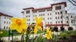 daffodils in front of the Feliciano School of Business