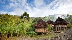 新几内亚小屋和丛林的风景照片